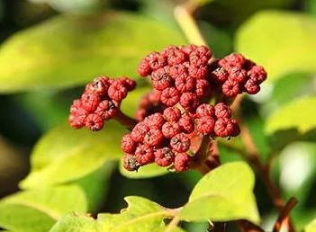 中药知识必学：吴茱萸