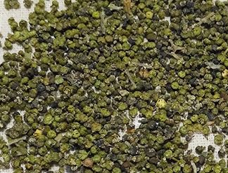 中药知识必学：吴茱萸