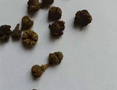 中药知识必学：吴茱萸