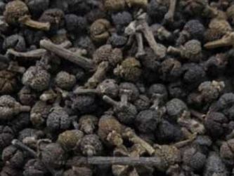 中药知识必学：吴茱萸