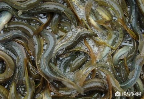 一畝地能養殖多少泥鰍,一畝地能養殖多少泥鰍魚