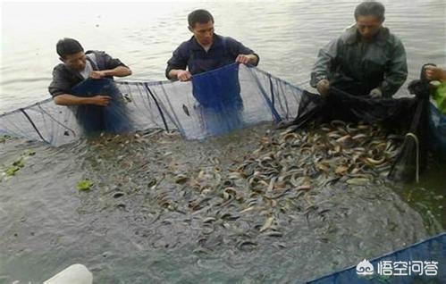一畝地能養殖多少泥鰍,一畝地能養殖多少泥鰍魚