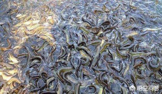 一畝地能養殖多少泥鰍,一畝地能養殖多少泥鰍魚