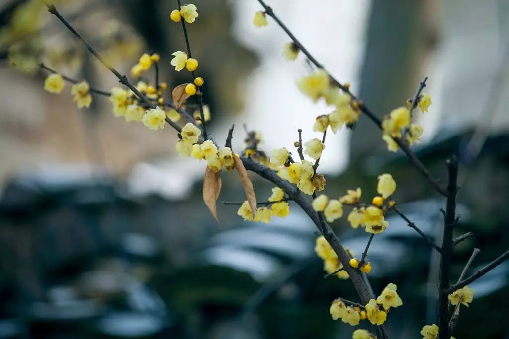 冬虽寒，心易暖 | 无锡花间堂