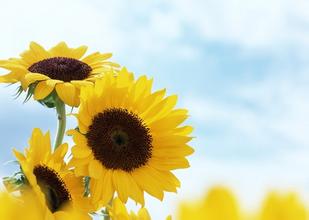 选个好听好意的英文名字吧