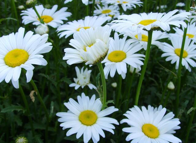 代表友谊的花是什么_11种象征着友谊的花卉及花语_徐三seo