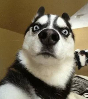 哈士奇和阿拉斯加的区别(阿拉斯加和哈士奇小时候的区别)-知道啦