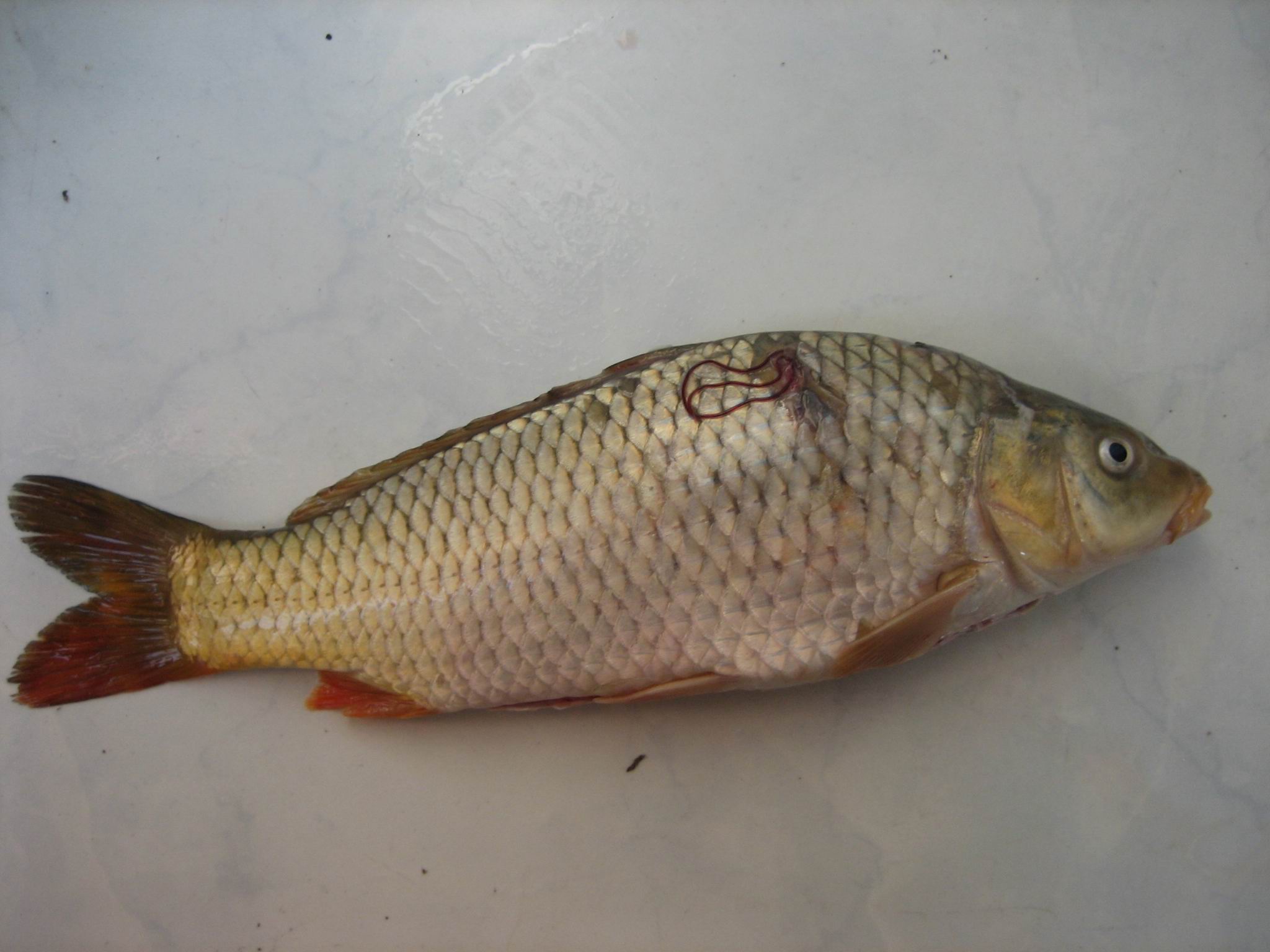 红线虫,锚头虫,红斑!让人警觉的"病鱼",别吃!