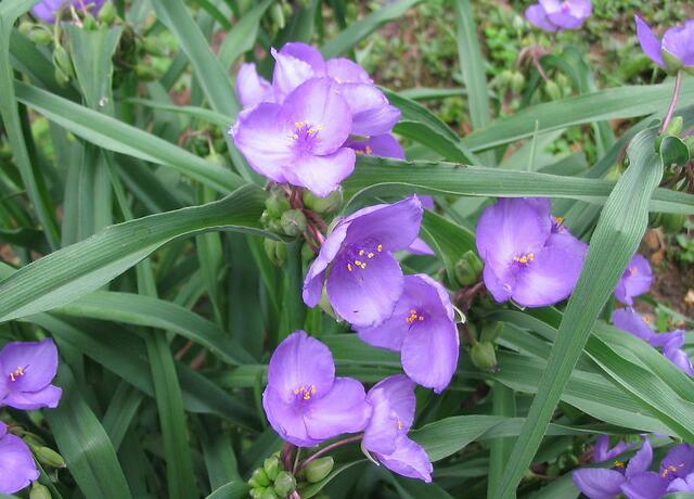 紫色的花有哪些（图文鉴赏13种常见的紫色花卉）