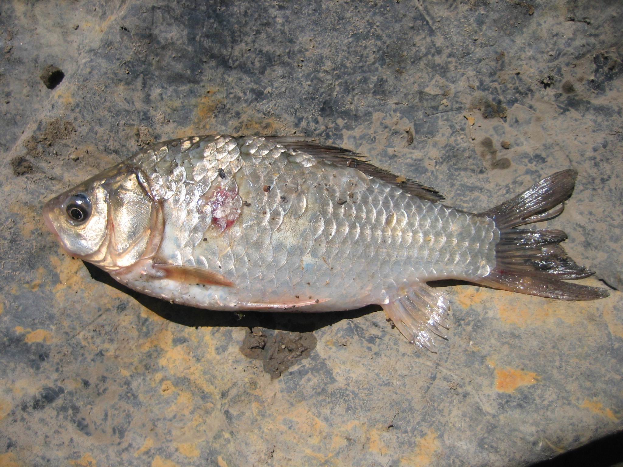 被錨頭蟲叮咬的鯽魚尾部畸形的鯽魚把這條鯽魚尾鰭上的紅線用牙籤挑開