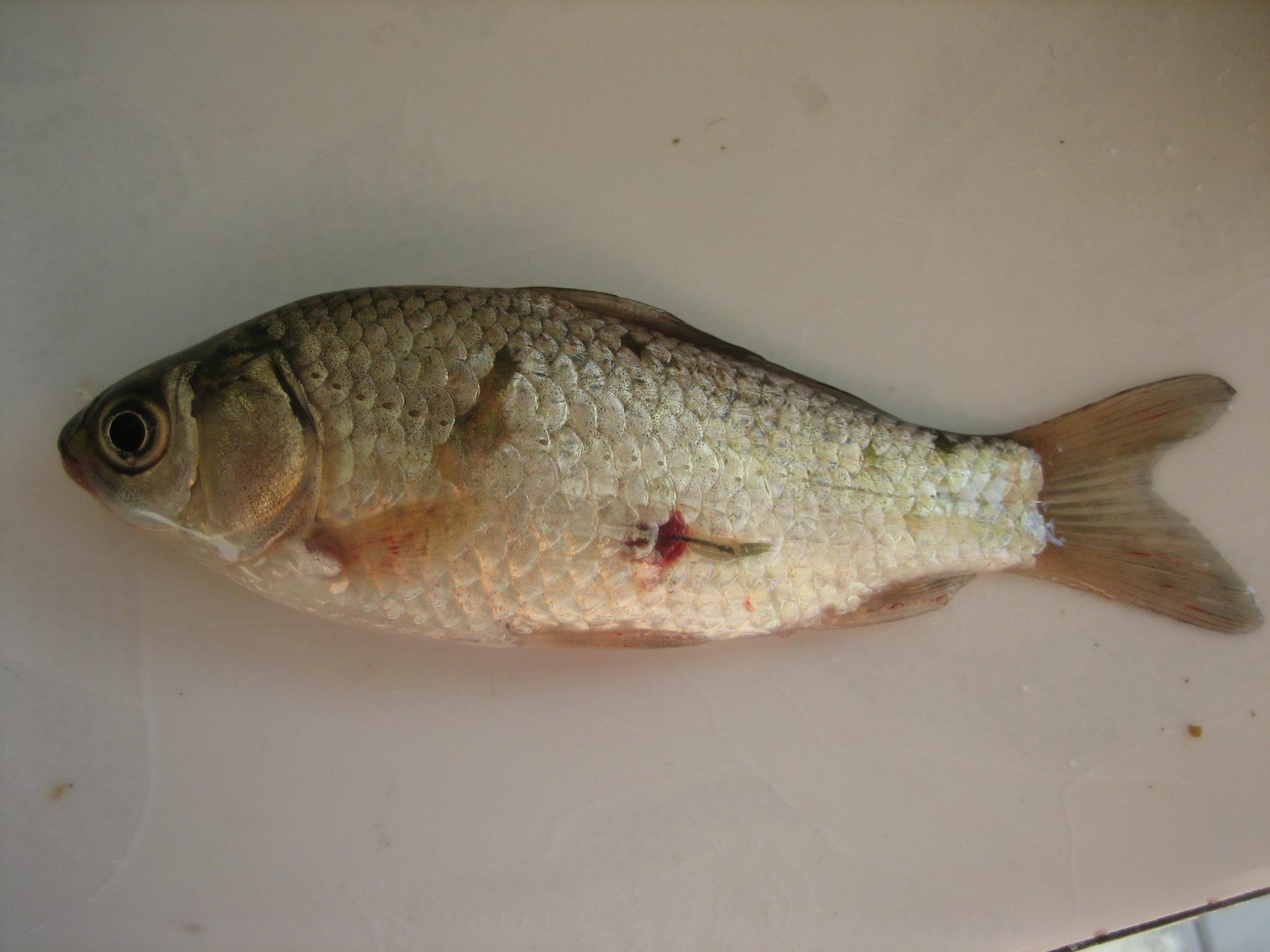 是两条红线虫身上有红线虫的鲤鱼畸形的小白鱼以下"病鱼"图片都是今年