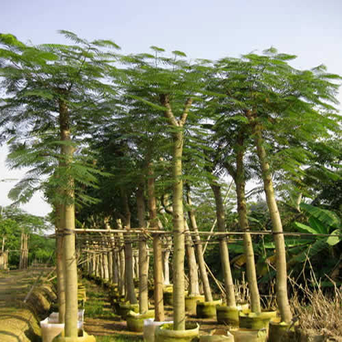 南京康宁园艺场现较低价格常年供应雪松、广玉兰、香樟、紫薇等常