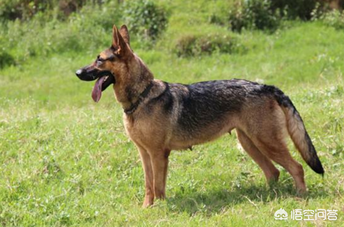 我国五大狼犬是哪五种?为何只有这个品种能进部队?