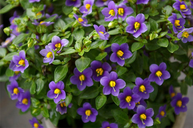 紫色的花有哪些（图文鉴赏13种常见的紫色花卉）