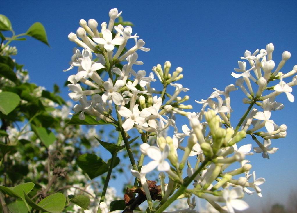 丁香花语代表什么意思（揭秘天国之花丁香花的花语和传说）