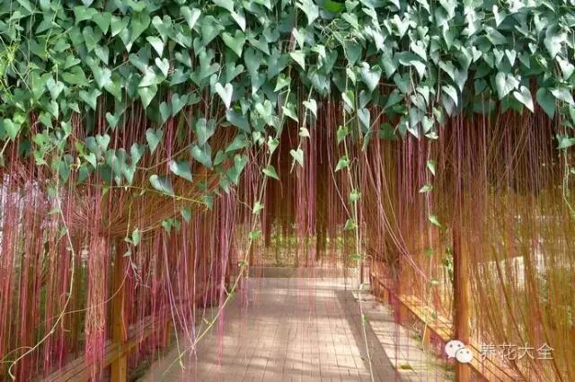 16种攀藤植物做成花墙或门廊，简直美呆了！