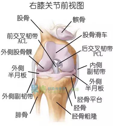 c罗受伤(葡萄牙赢了！C罗却因膝盖受伤提前退场：我们的膝盖为何如此脆弱)