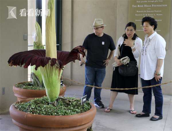 能发出尸体般臭味的尸花(“尸花”开花散发恶臭味 游客涌入争相“闻臭”)