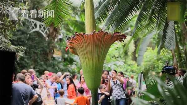 能发出尸体般臭味的尸花(“尸花”开花散发恶臭味 游客涌入争相“闻臭”)