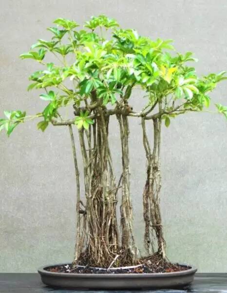 榕树盆景的养护技巧