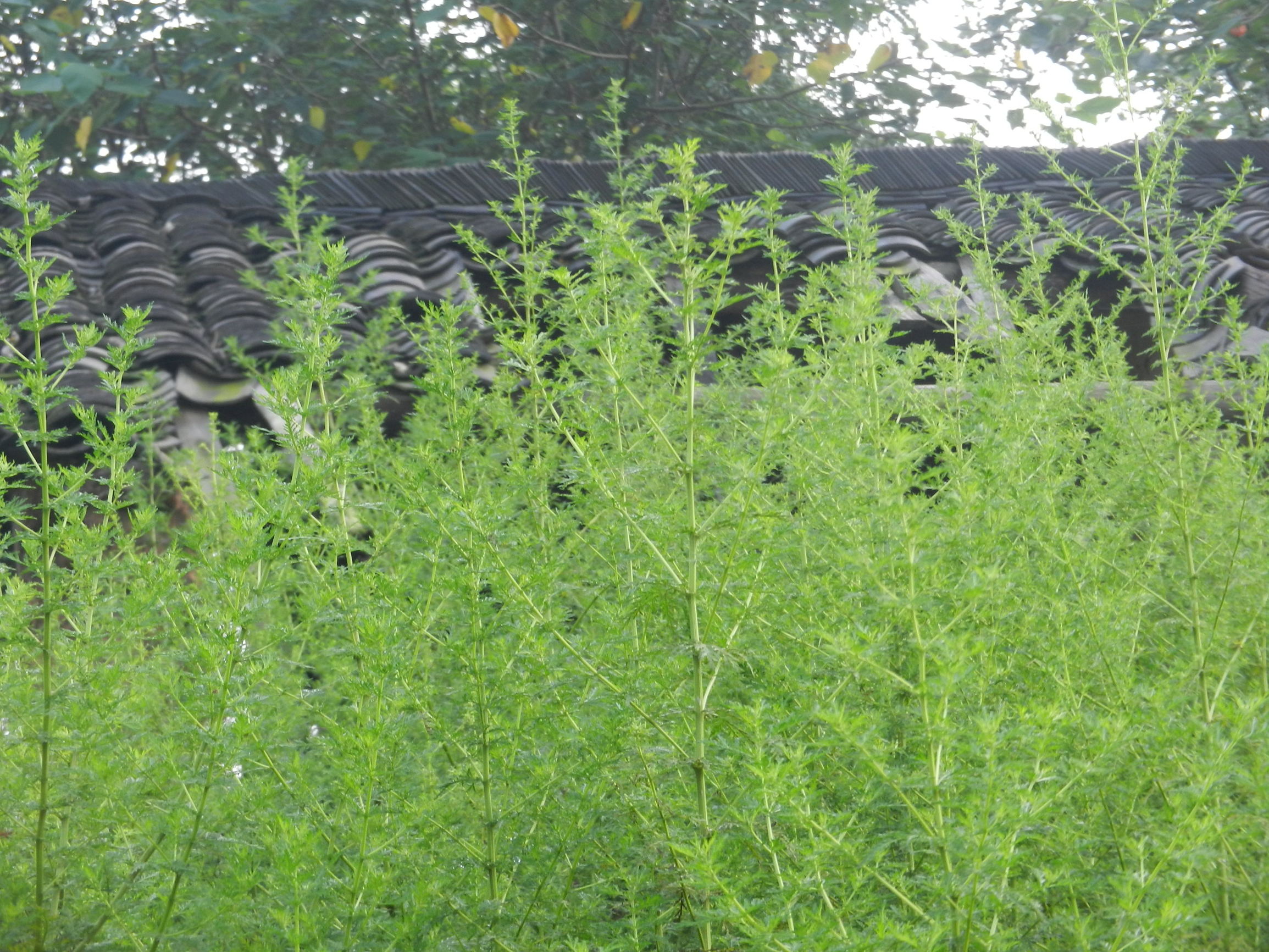 苦蒿的功效与作用(苦蒿不起眼,消炎,清热,解毒,止血,驱蚊样样都行)