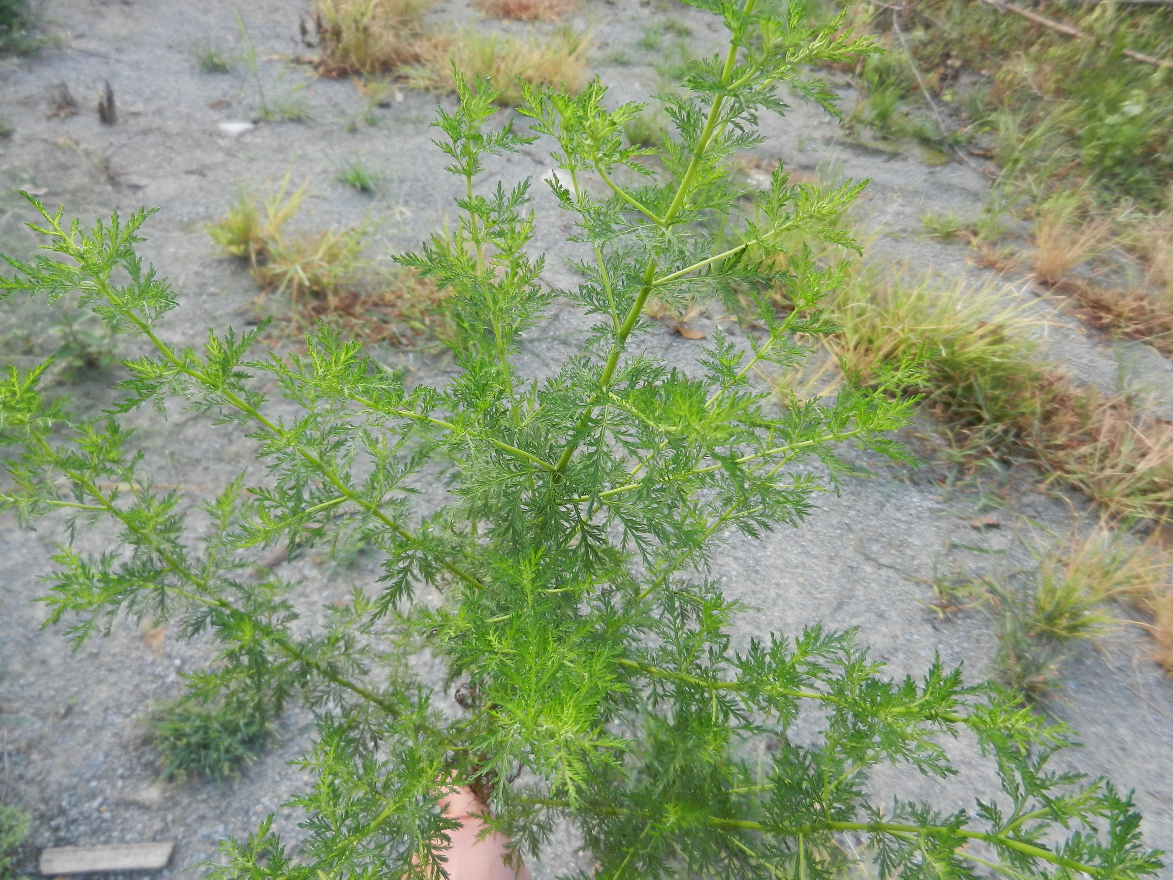 苦蒿的功效与作用(苦蒿不起眼,消炎,清热,解毒,止血,驱蚊样样都行)