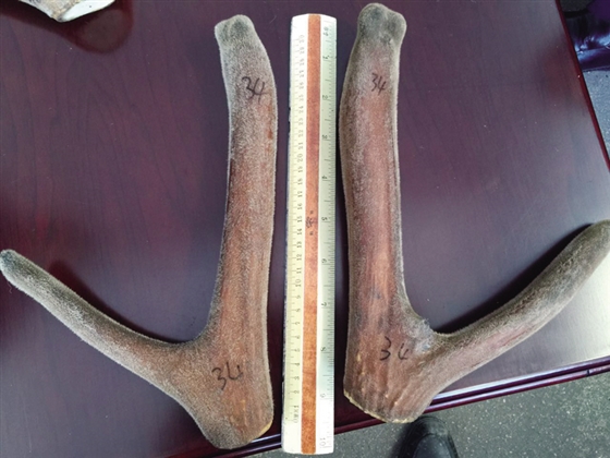 太谷山西中药厂和省药院、牧校