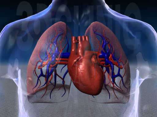 胸腔的作用首先是维持心肺功能,其次是保护这些重要的脏器.
