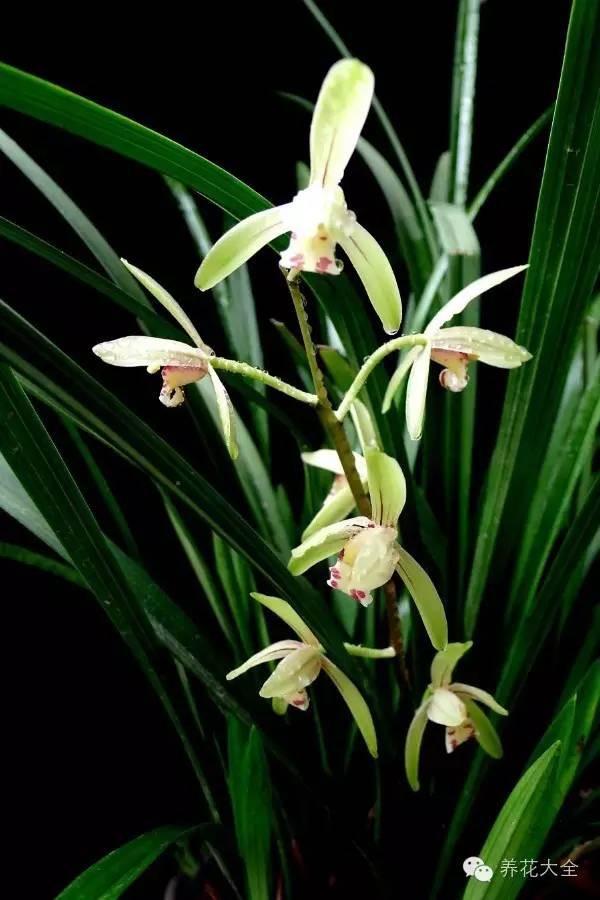 世界上最香的花——兰花无根萍又称芜萍,可做为家庭观赏鱼的绿色饲料