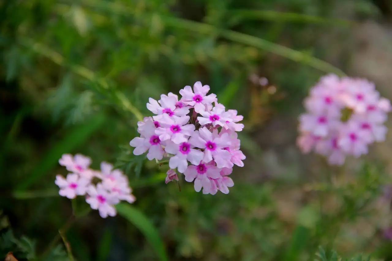 狮子座守护花,原来这么美!
