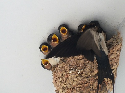 农村屋檐下的小燕子窝-小燕子屋檐下搭窝 - 情书号