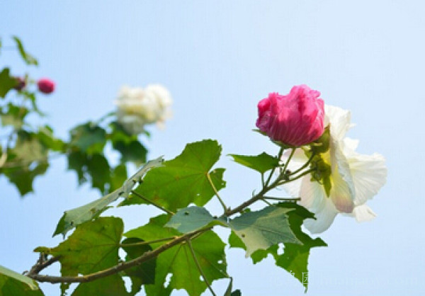 芙蓉是什么花（芙蓉花的具体特点文章介绍）
