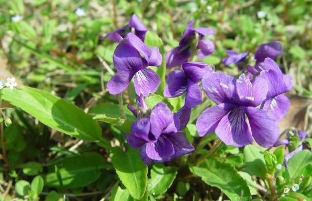这个野草开着紫花,却是一味天然消炎的中药