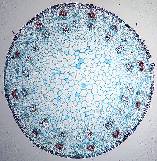 向日葵有什么秘密(揭秘向日葵阳光起舞背后的秘密)
