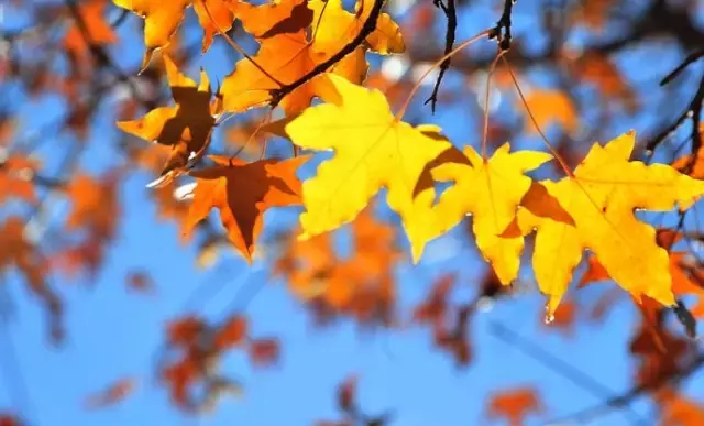 《后汉书》精选30句丨以史为鉴知得失，以人为鉴知进退