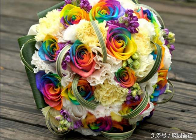 玫瑰花语:彩虹玫瑰的花语是什么?_达一风水网