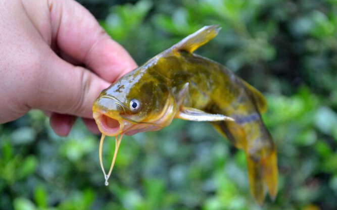 此鱼煲汤鲜美营养,听说当药材还能治痘痘