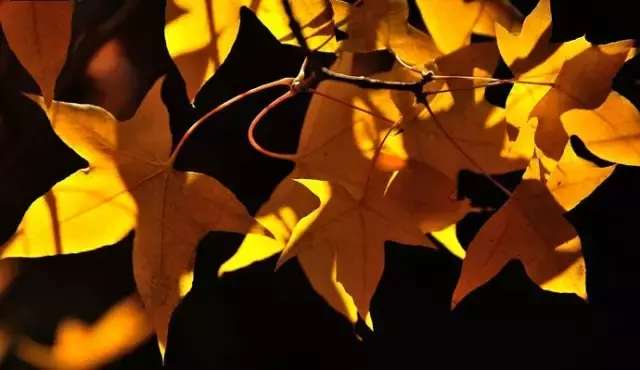 《后汉书》精选30句丨以史为鉴知得失，以人为鉴知进退