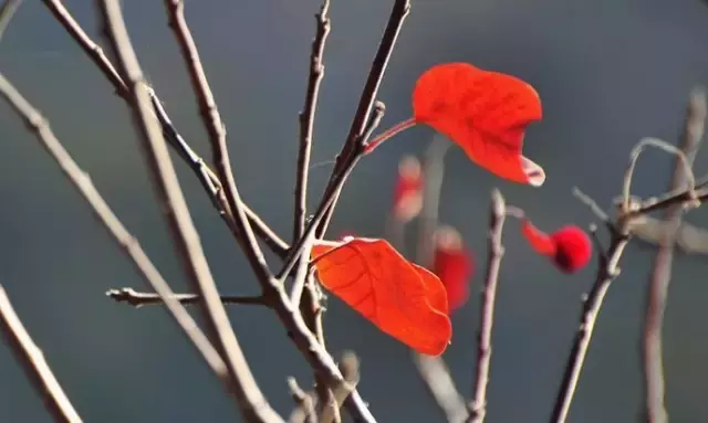 《后汉书》精选30句丨以史为鉴知得失，以人为鉴知进退