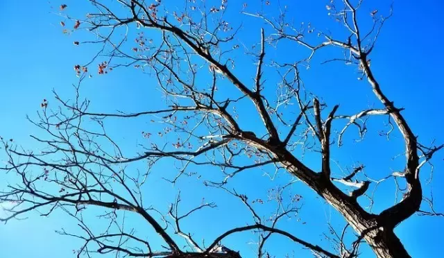 《后汉书》精选30句丨以史为鉴知得失，以人为鉴知进退