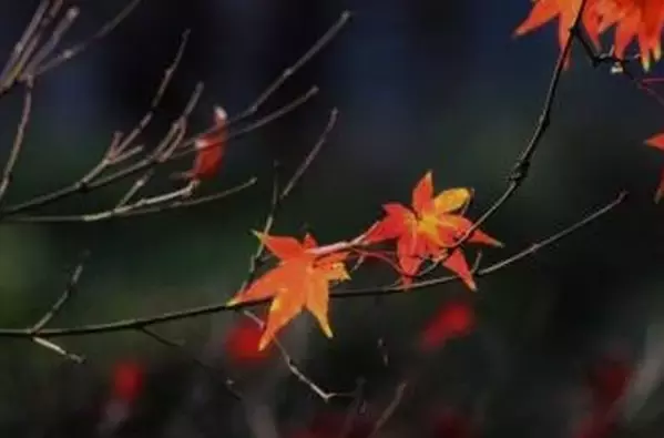 《后汉书》精选30句丨以史为鉴知得失，以人为鉴知进退