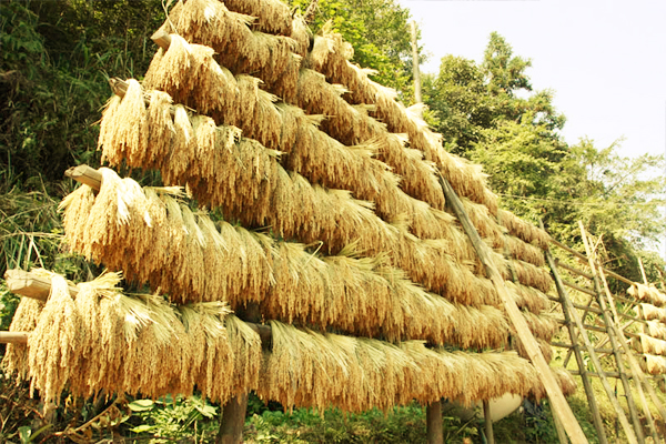 贵州侗族这么美的晒禾架还有这么多讲究竟能知道家庭人数