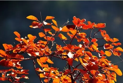 《后汉书》精选30句丨以史为鉴知得失，以人为鉴知进退