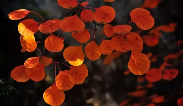 《后汉书》精选30句丨以史为鉴知得失，以人为鉴知进退