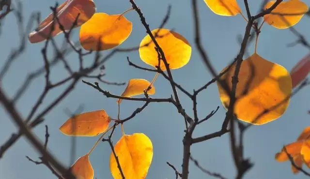 《后汉书》精选30句丨以史为鉴知得失，以人为鉴知进退