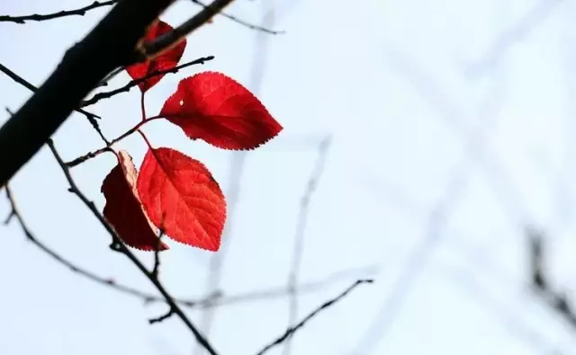 《后汉书》精选30句丨以史为鉴知得失，以人为鉴知进退