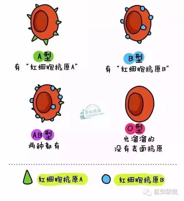 爸妈“血型不合”竟然对宝宝有这么大影响！