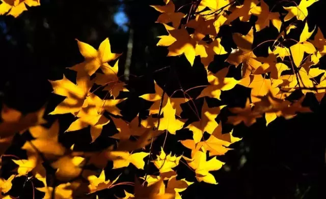 《后汉书》精选30句丨以史为鉴知得失，以人为鉴知进退