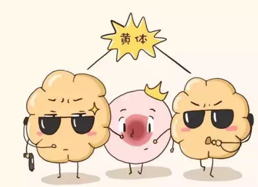 揭秘试管婴儿全过程，你绝对想不到