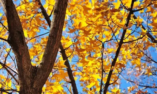 《后汉书》精选30句丨以史为鉴知得失，以人为鉴知进退